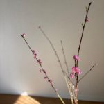 桃の花
